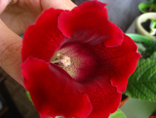 ��������� �������