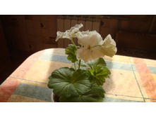 White Butterfly (�������� �������)