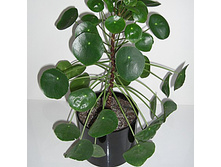 ����� ��������������� �������� �������.jpg