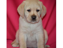 �������� �� ����������� ������ 45 ���� - ��������