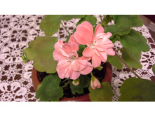 ������� Minah's Cascade