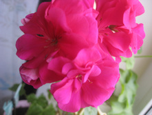 Pac Nealit2. ������ ��������.