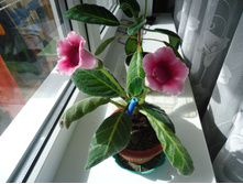 DSC03525.JPG