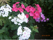 ������(�����)-50 �