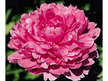 ����� ����� �������*