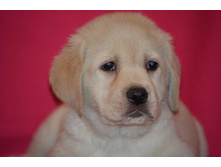 ������� �� ����������� ������ 45 ���� - ��������