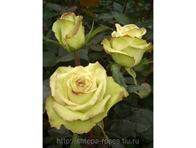 ���� ����� (Sprankling), Nirp Int., ������� 100���.jpg