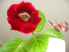 ��������� �������