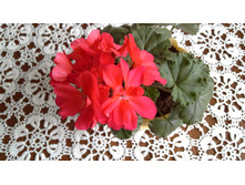 ���������� Pink Ice