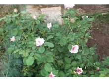 1 5����  2014 014.jpg
