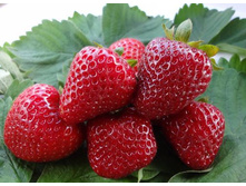 ��������� �������, 50���..jpg