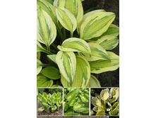 Hosta Captain's Adventure 444 �. �� 2 ��.jpg