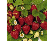 ���������� ������� ������� 42���.jpg