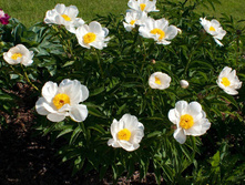 ���� ����� (�����)