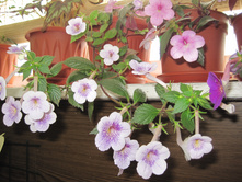 �������� peach glow