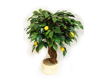 �� 50/13� - 2447