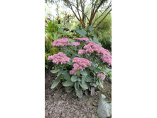 ������ ����