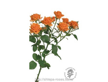 ����� (Kelly) - �����, 100���..jpg