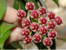 Hoya wayetii.jpg