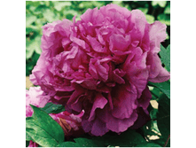 4606500088454 ��������� ���������� 2-3 ������ 399,41 �..png