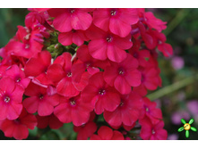 ����� ���� ���� 72�