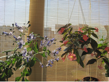 �������� peach glow