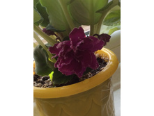 ��� �������