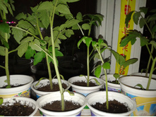 ������ �������