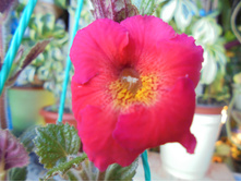 DSC00134.JPG