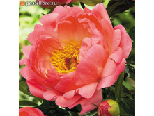 ������ ������ (���)