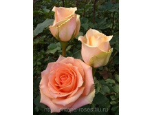 �������� (Versilia), NIRP International, �������, 1996 �. 100���..jpg