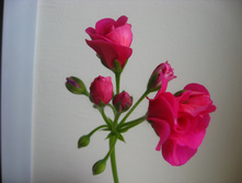 Pac Nealit2. ������ ��������.