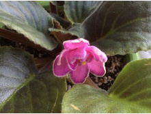 ���� �������