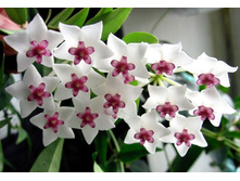 Hoya bella.jpg