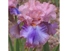 Florentine Silk-9,30.jpg