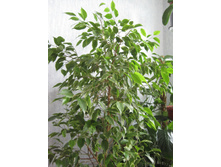 ����� ���������� �������������