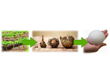 ����� ������� (Konjac sponge)