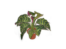 �50/48 - 940 - ������ 25%