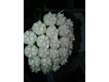 Hoya pachyclada