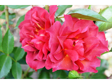 ���� ����� �� ���.JPG