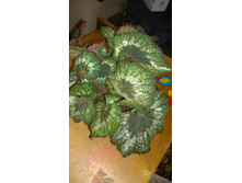 ������� Rohceart