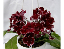 ��-����� �����.jpg