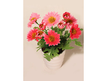 ��18/29(008) - 165 - ������ 25%