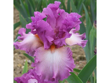 Fashion Statement-6,14