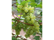 ����-���� 130 ���..jpg