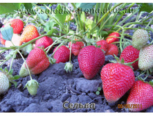 ��������� ������, 50���..jpg