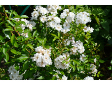 ���� ������� �� ���.JPG