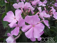 ������ -195�.jpg