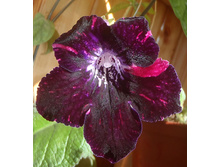 DS- ������-����.jpg