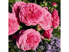 ��������� (Baronesse), Tantau, ��������, 2009 �. 300���..jpg